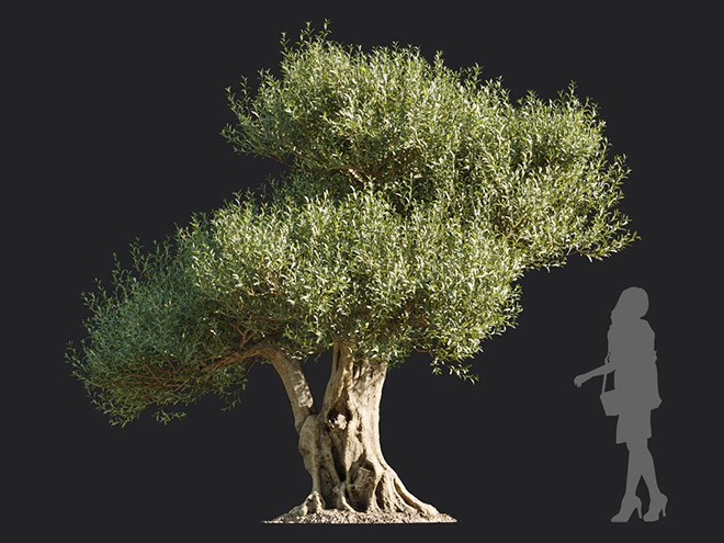 Maxtree - Plant Models Vol.113
