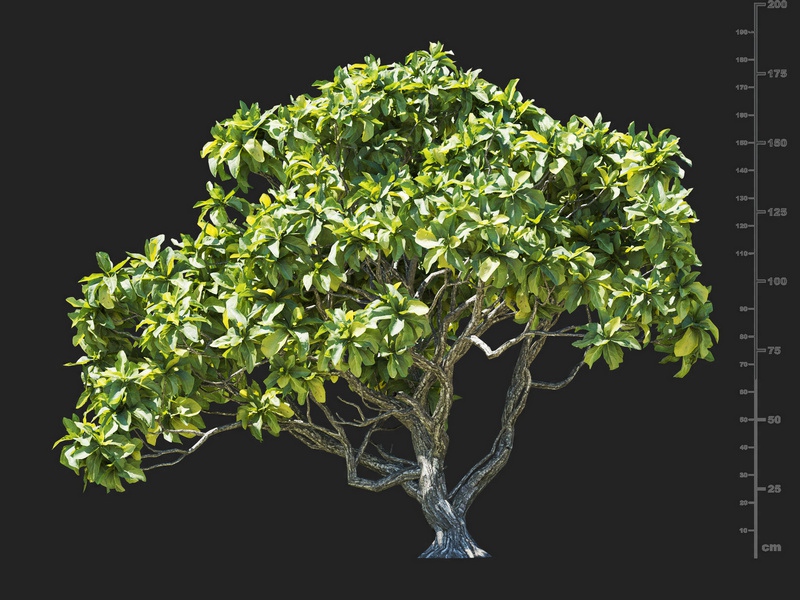 Maxtree - Plant Models Vol.112