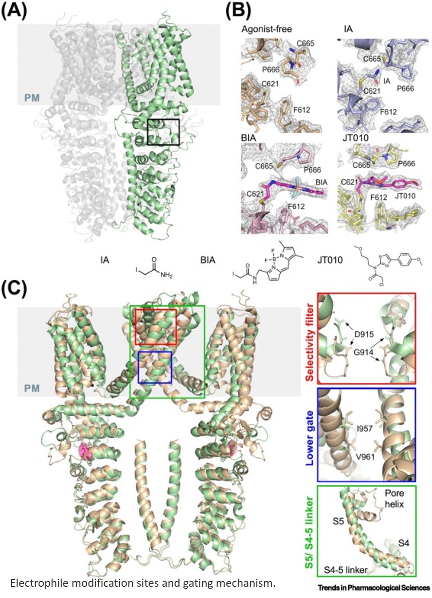 TRPA1 channel structural pharmacology!