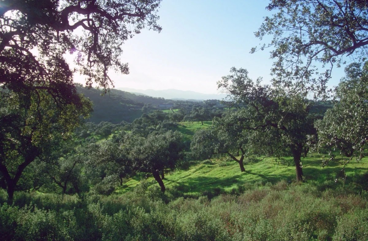 Cork oaks and holm oaks frame rolling green dehesa hills in the Sierra de Aracena.