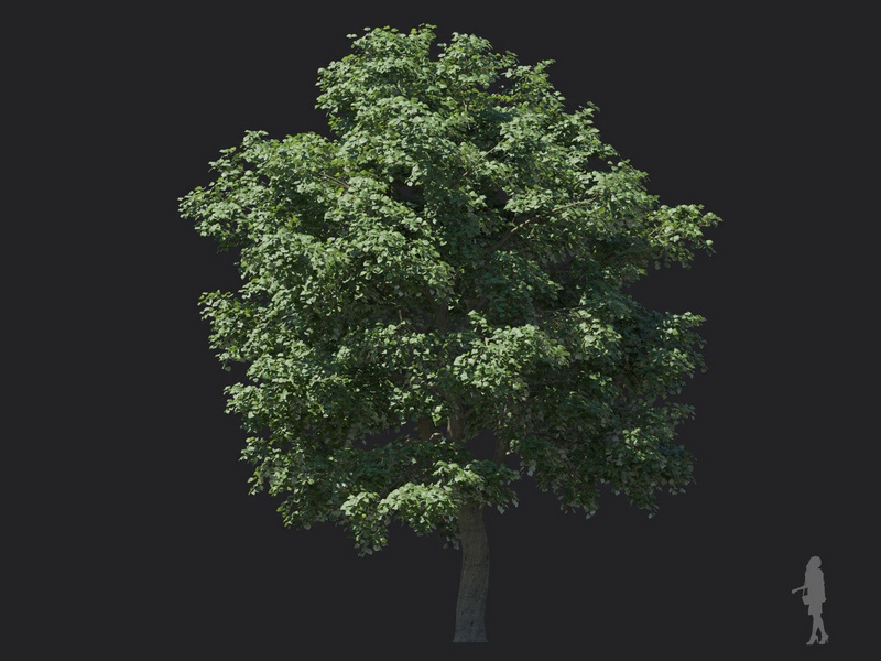 Maxtree - Plant Models Vol.116