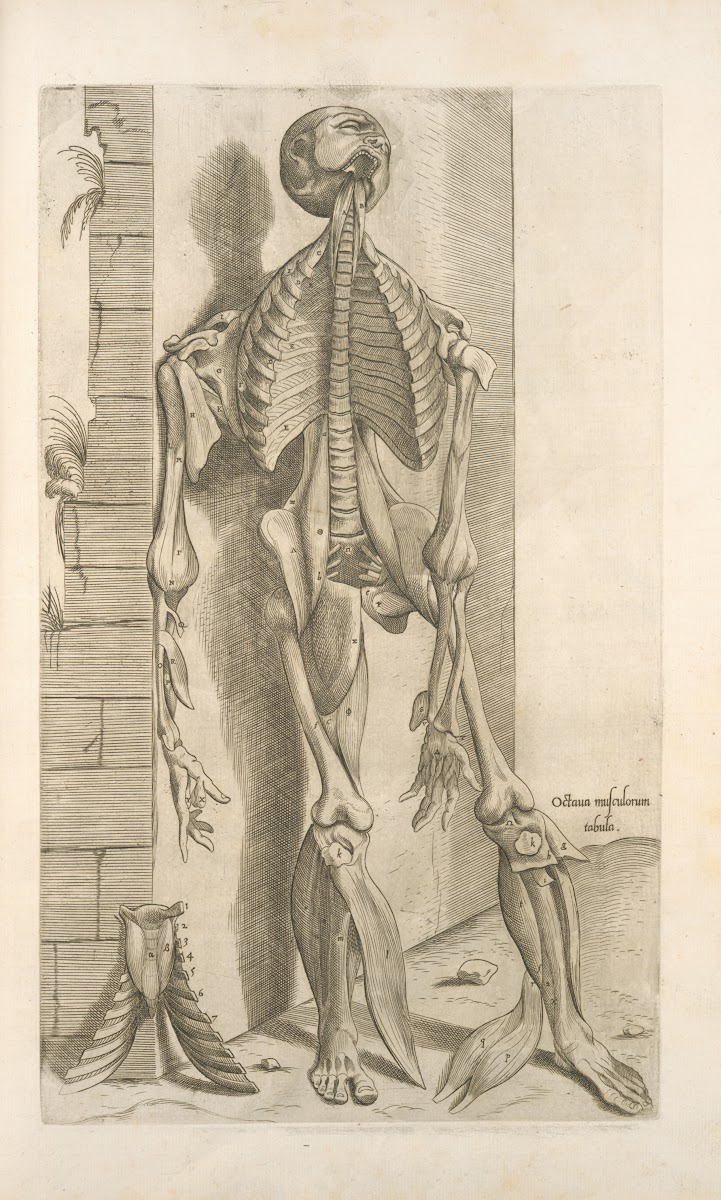 Octaua musculorum tabula Shows face with tongue sticking out 1545