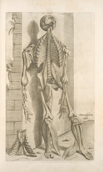 Octaua musculorum tabula Shows face with tongue sticking out 1545
