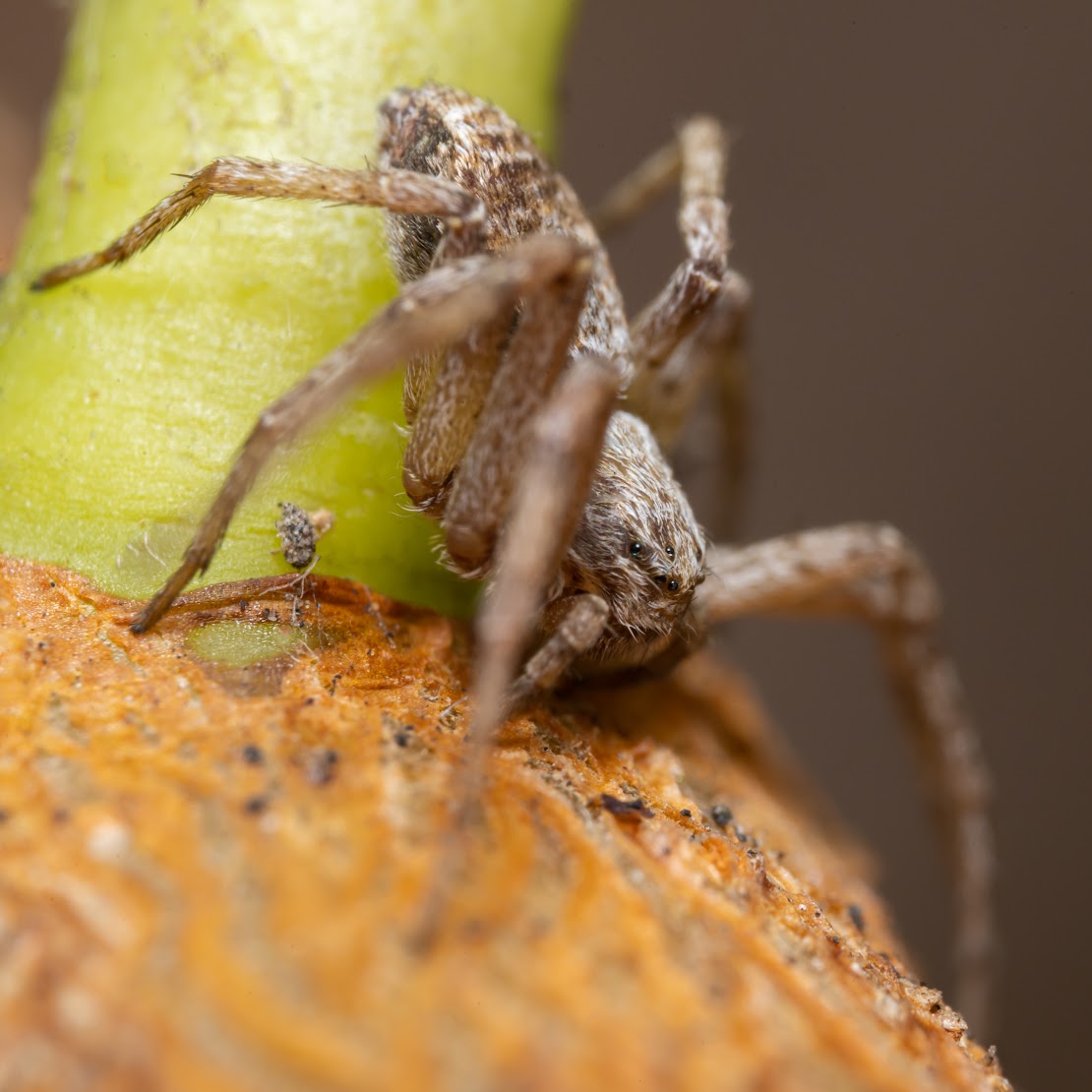 Philodromus sp.