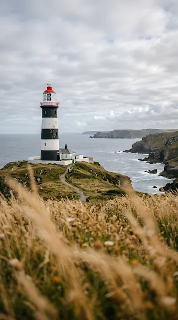 Sun Drenched Wheat Field at Sunset