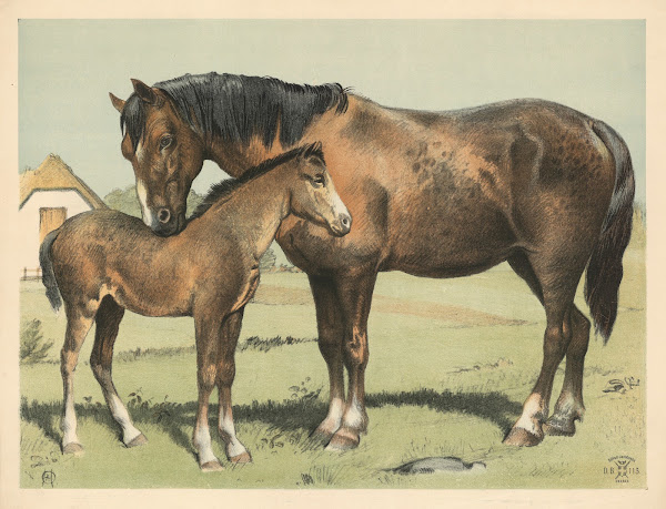 Hest 1892