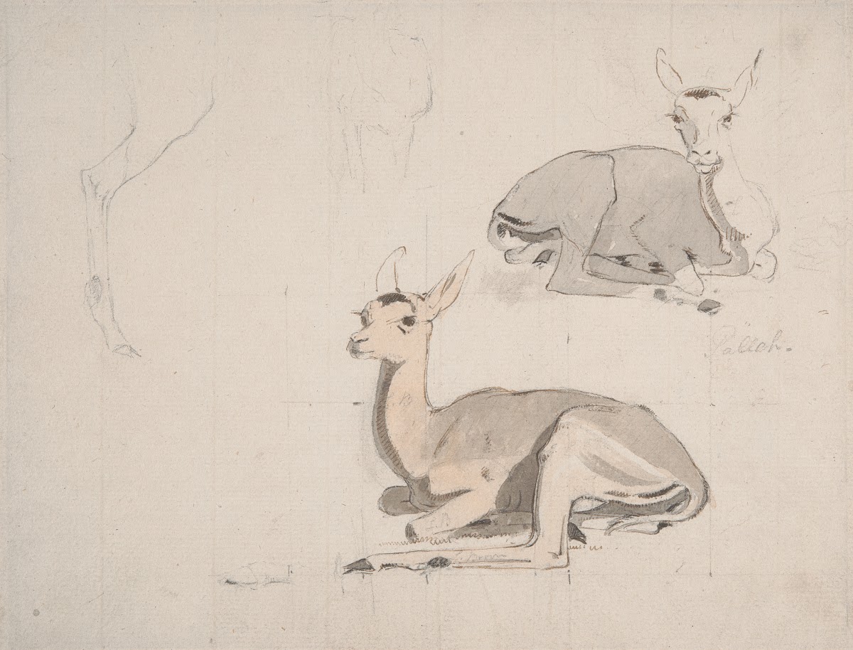 Studies of Young Pallah Deer Resting ca 1802