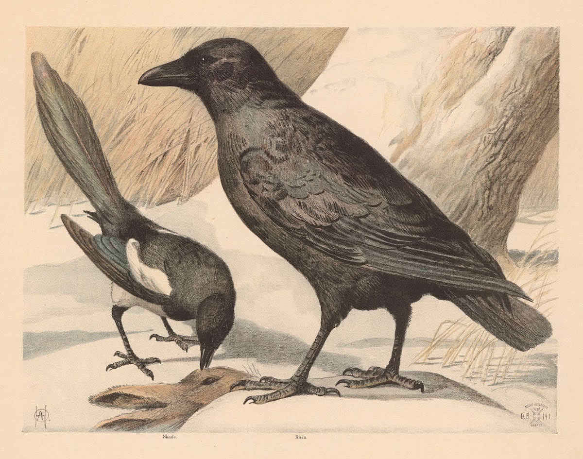 Ravn og skade 1892