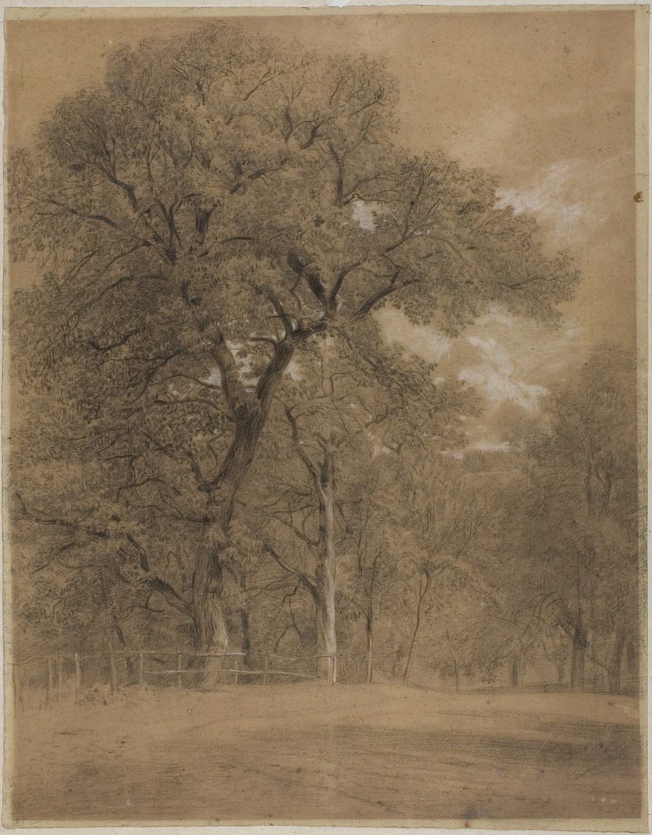 Edge of a Forest