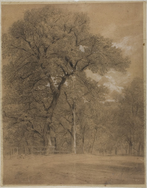 Edge of a Forest