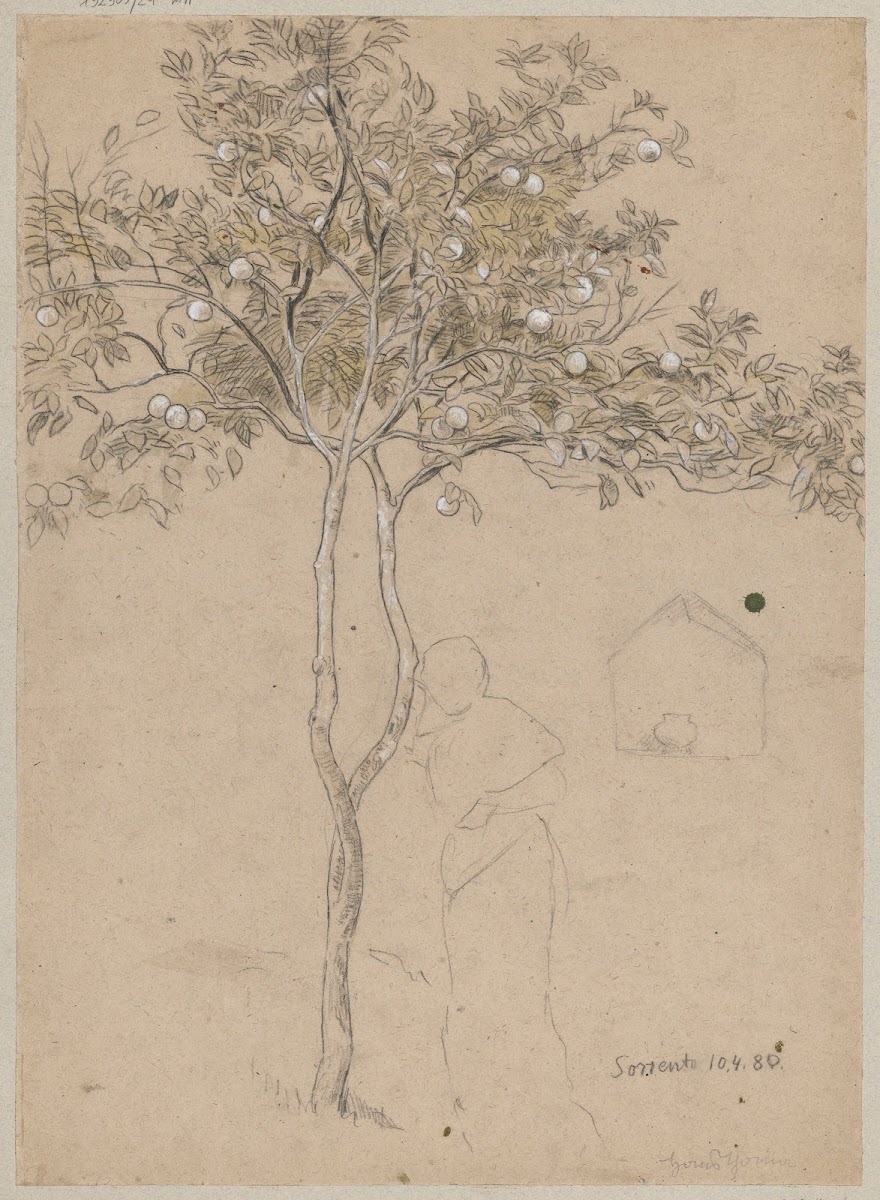 Study of an orange tree from the vicinity of Sorrento Contour of a female 1880
