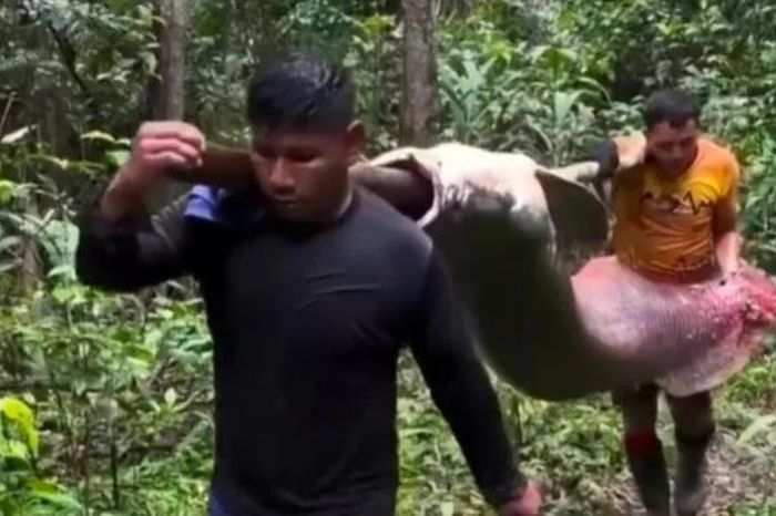 Hai ngư dân bắt được con cá khổng lồ nặng 150kg - Tạp chí Người Đưa Tin