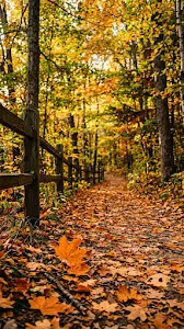 Forest Pathway Covered in Orange Autumn Leaves Under Warm Sunlight