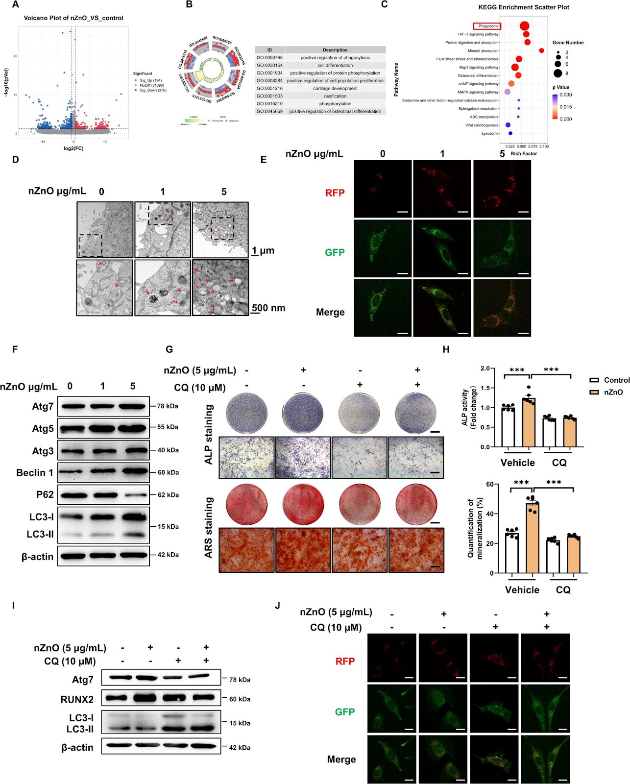 Nano-zinc oxide (nZnO) targets the AMPK-ULK1 pathway to promote bone regeneration