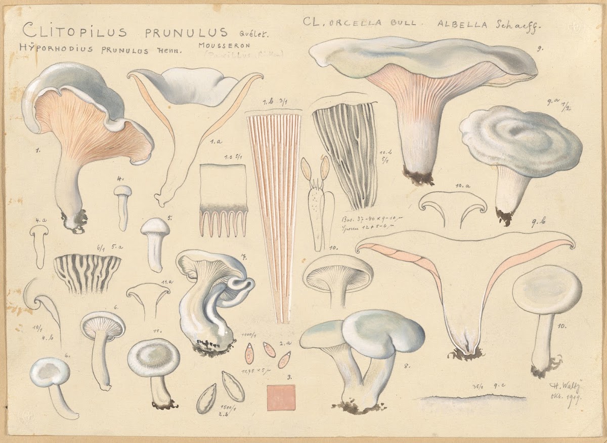 Clitopilus prunulus Quélet 1915 1945