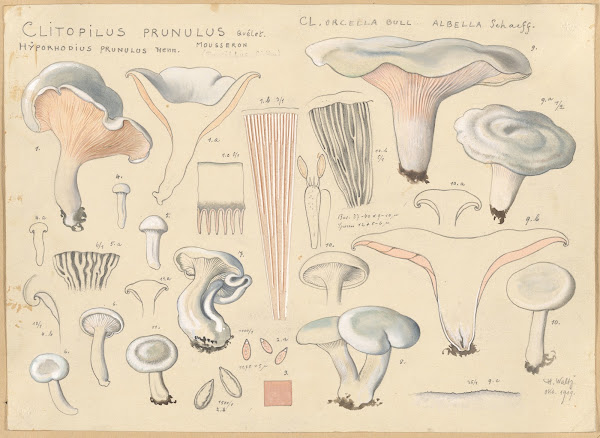 Clitopilus prunulus Quélet 1915 1945