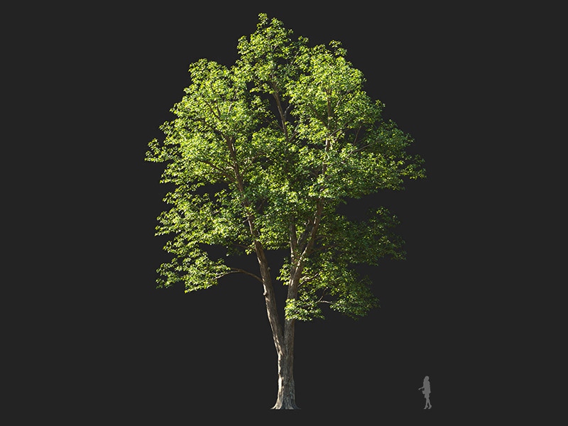 Maxtree - Plant Models Vol.132