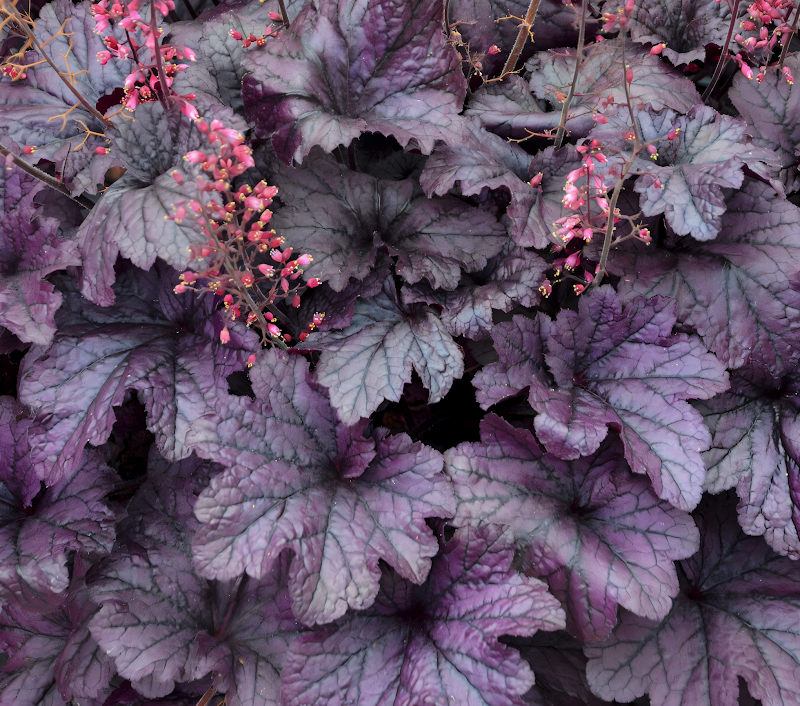 Heuchera 'Grape Timeless' con foglie viola intenso in giardino ombreggiato