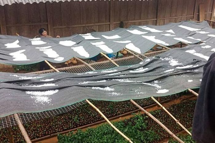 Mưa đá trắng xóa, dày đặc ở Sơn La làm hỏng hoa màu của người dân - Báo Sức Khỏe &amp; Đời Sống
