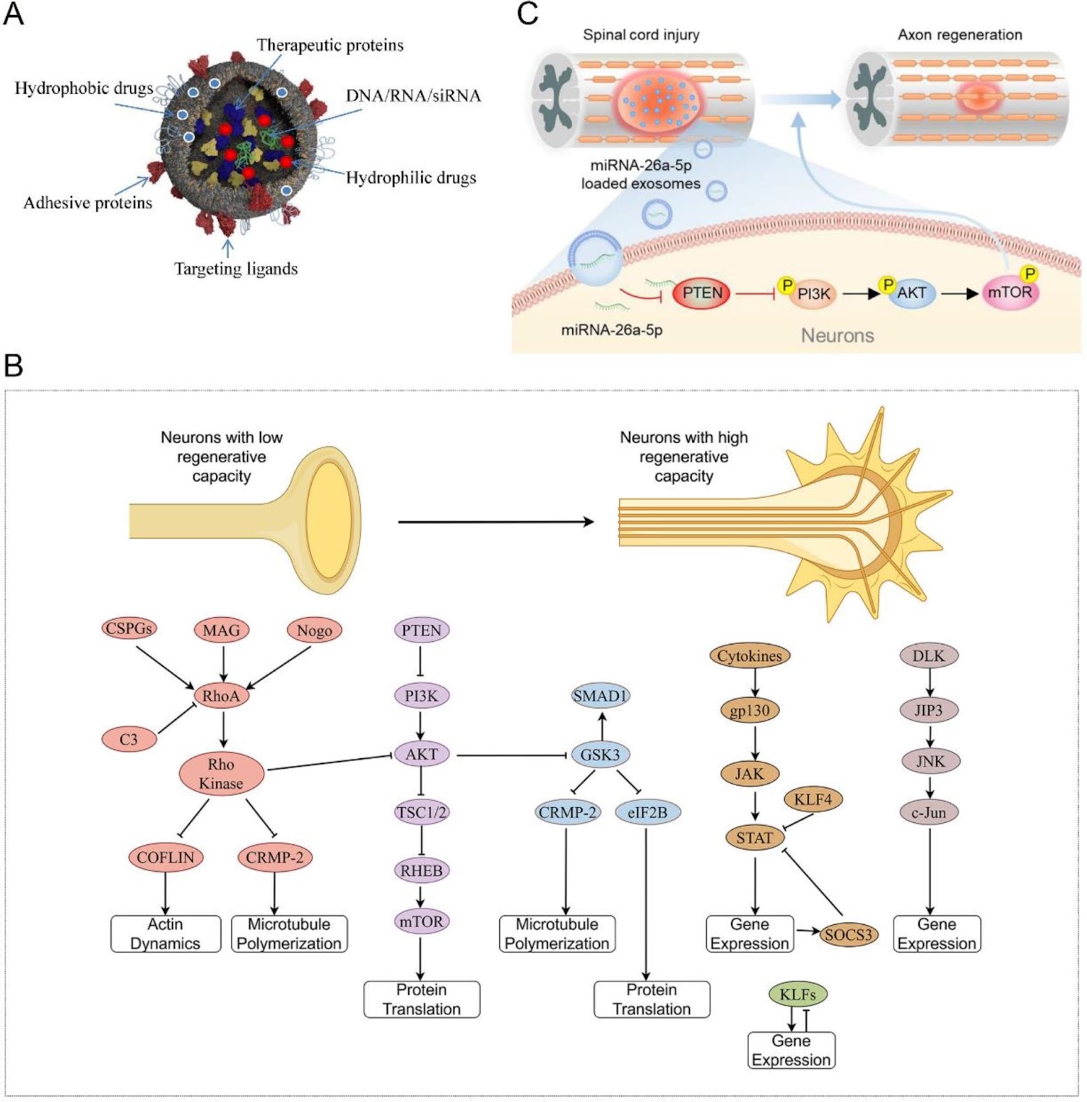 Exosomes as promising bioactive materials in the treatment of spinal cord injury