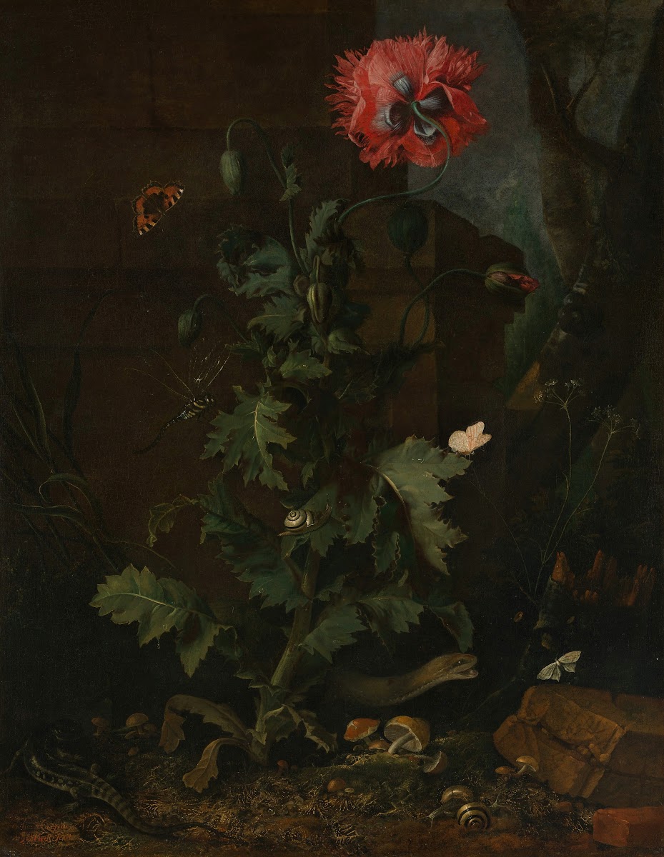 Still Life with Poppy Insects and Reptiles ca 1670