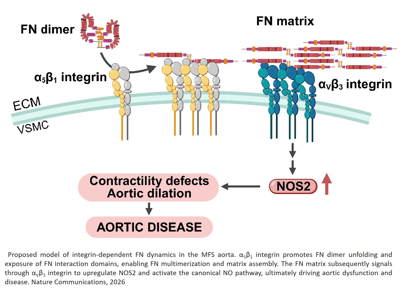 Fibronectin-induced overactivation of αVβ3- PI3K-PIP3-PDK1-ILK signaling drives aortic disease in Marfan syndrome