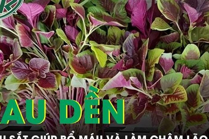 Rau dền bình dân nhưng giàu sắt giúp bổ máu và làm chậm lão hóa - Báo Sức Khỏe &amp; Đời Sống