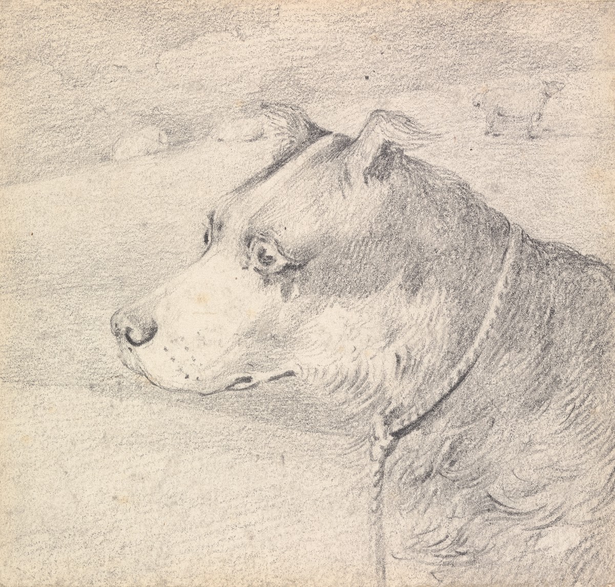Head and Shoulders of a Collie Dog Wearing a Leash or Tether Sketchy Sheep in Ba
