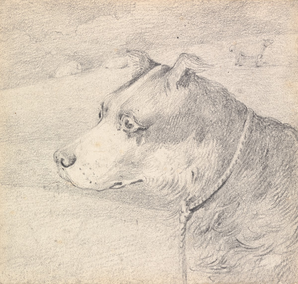 Head and Shoulders of a Collie Dog Wearing a Leash or Tether Sketchy Sheep in Ba