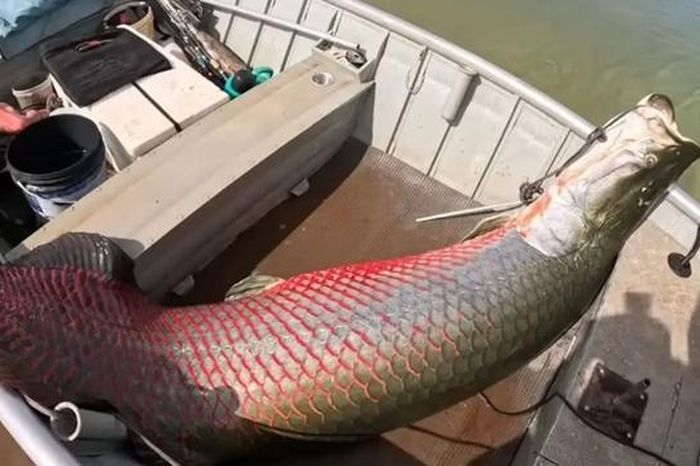 Ngư dân câu được con cá khổng lồ nặng 160 kg trên sông - Tạp chí Người Đưa Tin