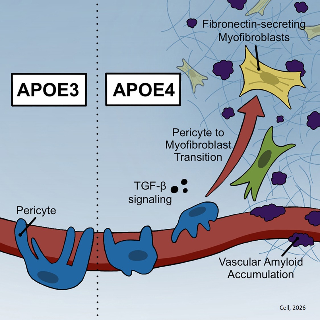 A pericyte-to-myofibroblast transition links APOE4 to cerebrovascular degeneration