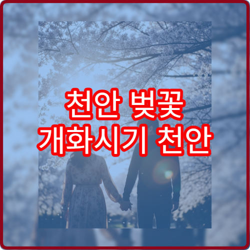 천안 벚꽃 개화시기 천안 벚꽃 명소 개화 시기