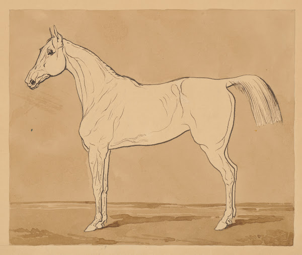Study of a Horse II