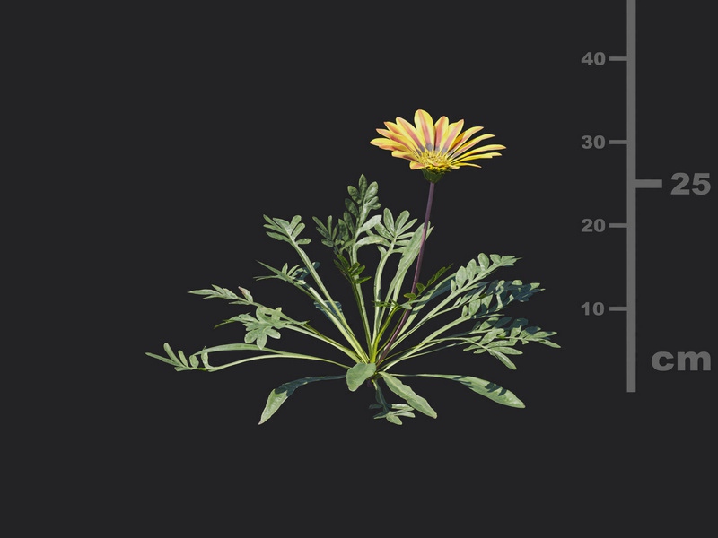 Maxtree - Plant Models Vol.116