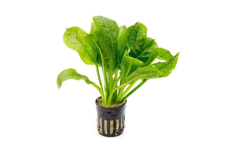 Echinodorus parviflorus 'Tropica'