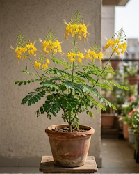 Radhachura Dwarf Plant