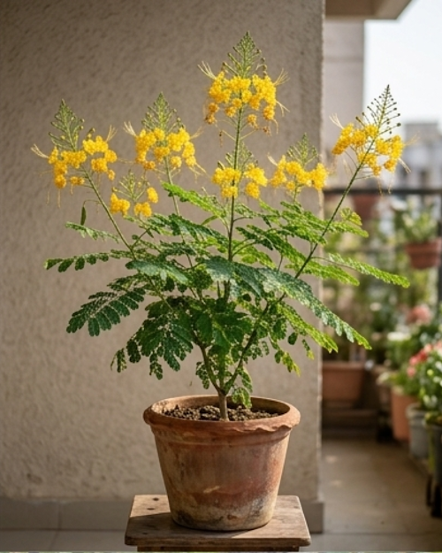 Radhachura Dwarf Plant