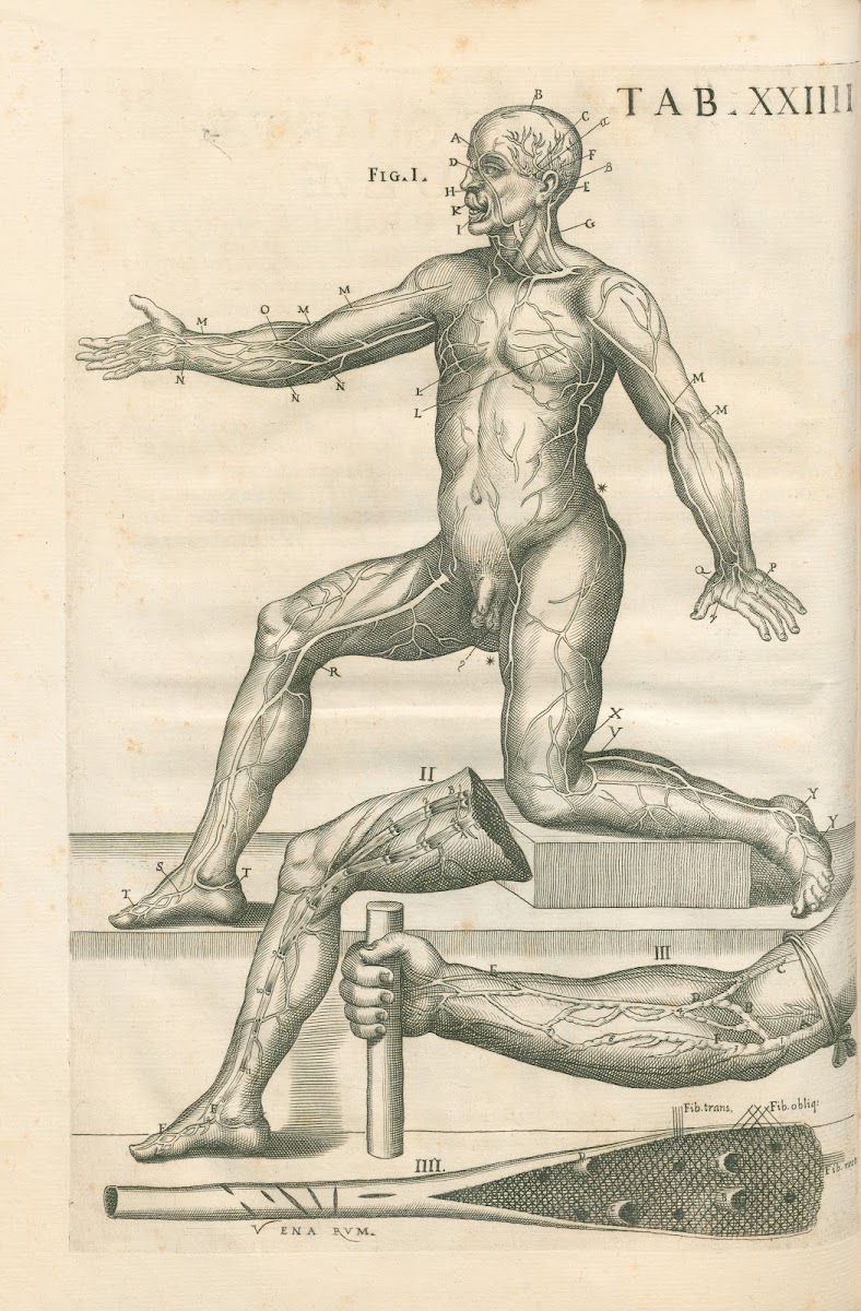 Tabulae anatomicae a celeberrimo pictore Petro Berretino Cortonensi Pl24 1741