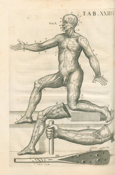 Tabulae anatomicae a celeberrimo pictore Petro Berretino Cortonensi Pl24 1741