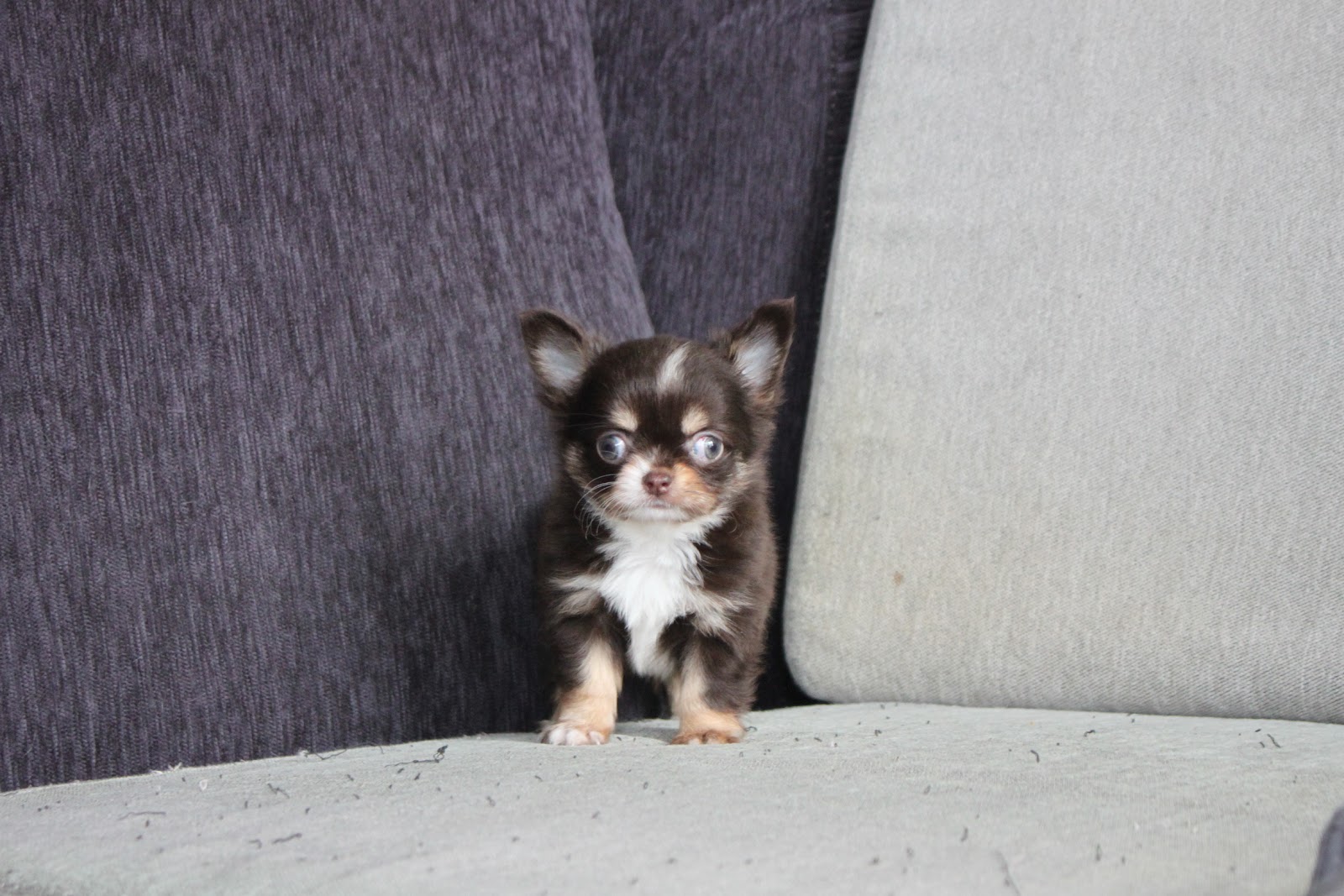 12/30出生 高端優質迷你長毛吉娃娃巧克力領巾妹妹