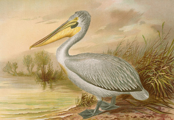 Pelecanus crispus