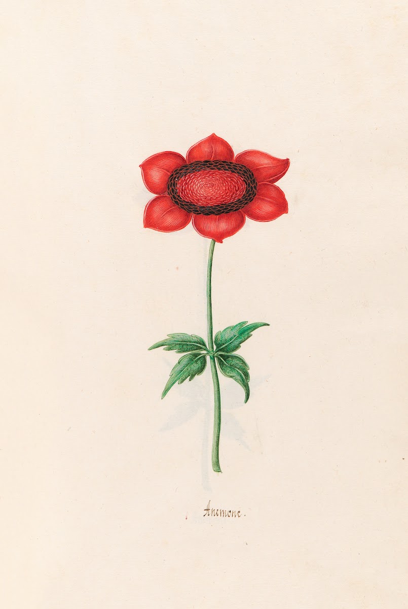 Anemone 1692