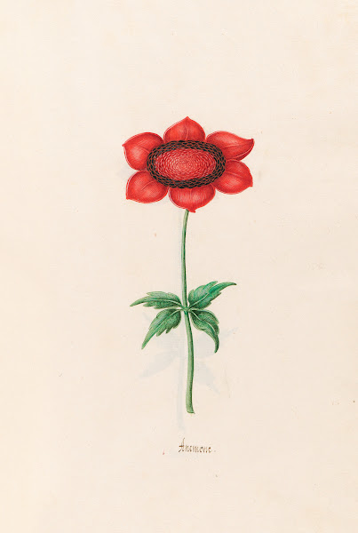 Anemone 1692