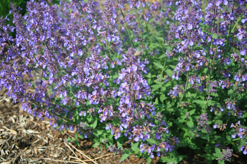 Nepeta x faassenii 'Junior Walker' in piena fioritura, design da giardino