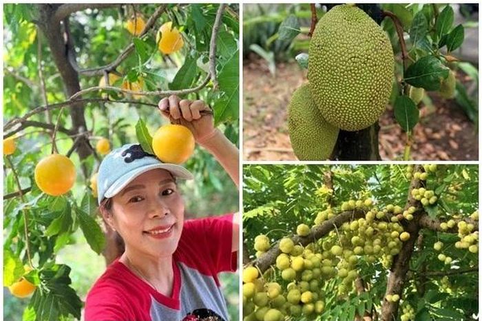 Xuýt xoa khu vườn ngập tràn trái chín của Mỹ Lệ - Báo Tri thức &amp; Cuộc sống