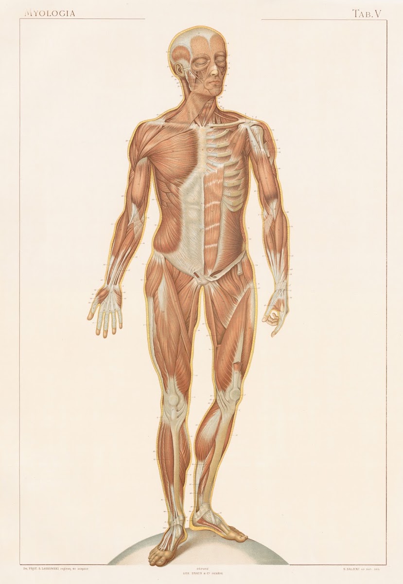Anatomie normale du corps humain Pl06 1894