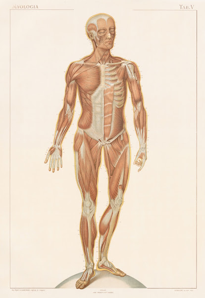 Anatomie normale du corps humain Pl06 1894