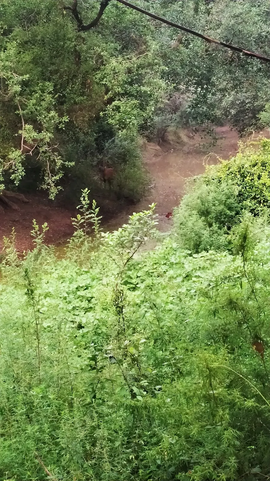 Saraswati Wildlife Sanctuary