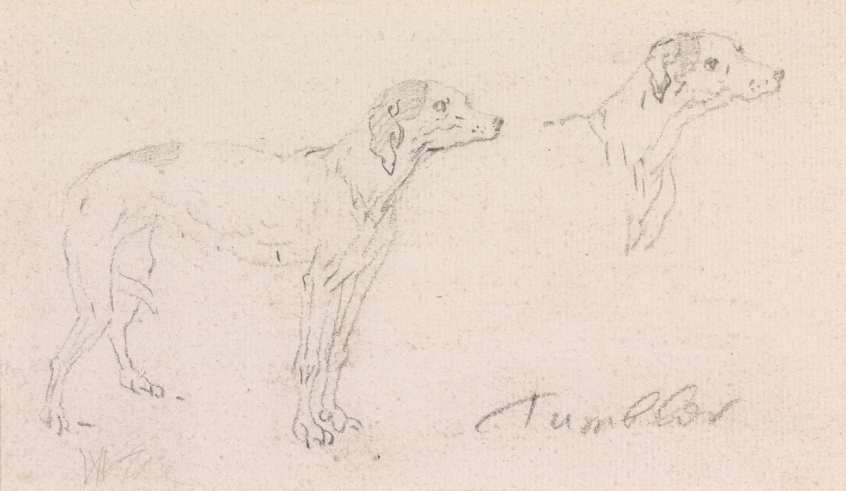 Two Studies of Tumbler a Dog