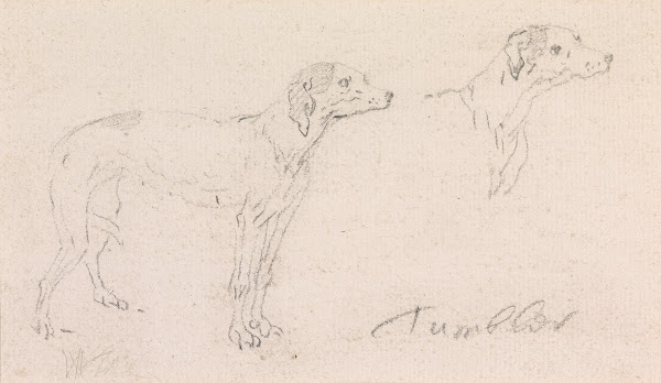 Two Studies of Tumbler a Dog